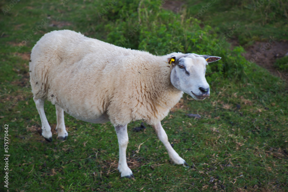 Obraz premium sheep in a field
