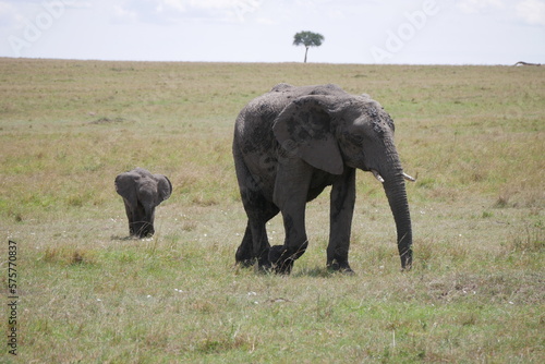 baby elephant on the left and adult elephant on the right  background showing african savanna ecosystem with one tree 3