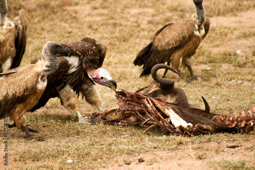 vulture eating 