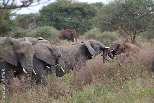 Photography elephants in the savannah