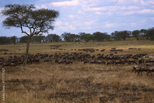 herd of wildebeest © Reagan