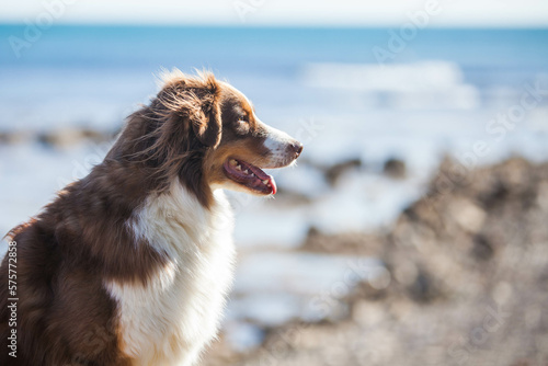 Australian Shepherd, brown color walks near the sea