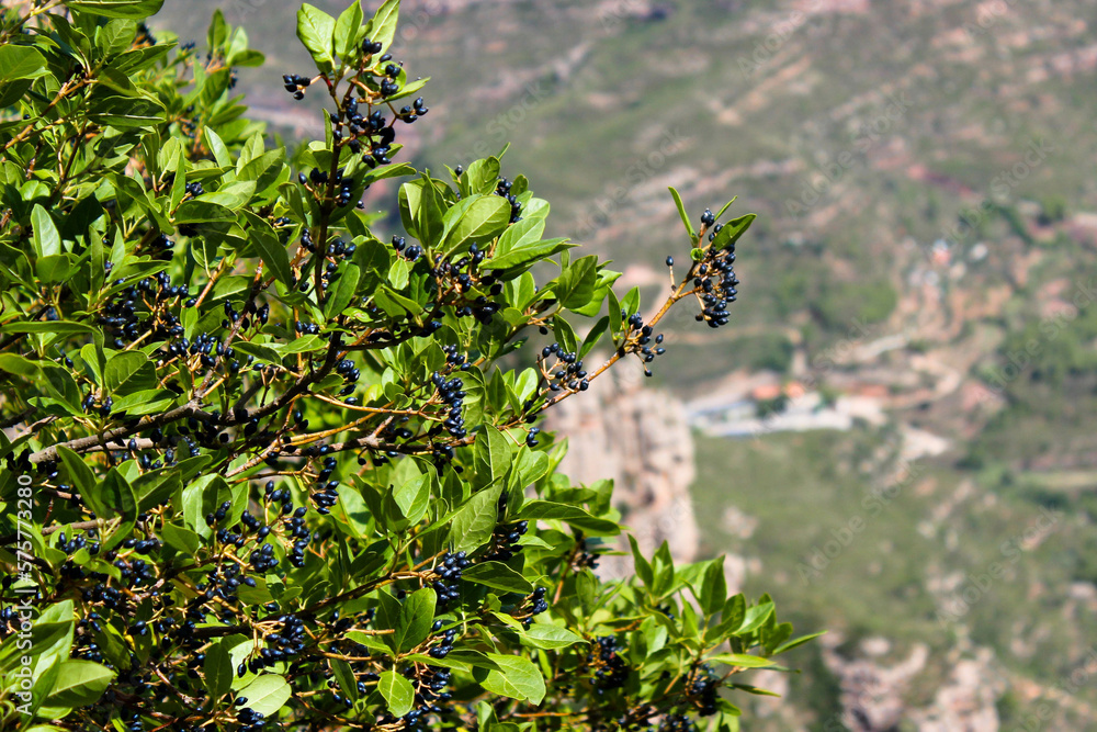a bush with purple, round berries and green leaves in the foreground, with the landscape of a valley in the background a bush with purple, round berries and green leaves in the foreground, with the landscape of a valley in the background