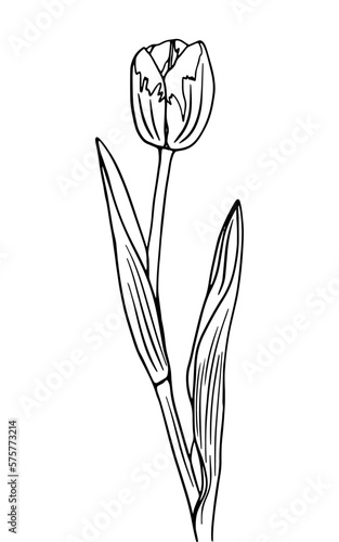 hand drawn tulip