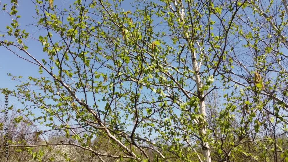 Young spring birch tree with small green leaves on sunny scenic blue sky background. Natural spring botanic pedestal, rise up drone aerial shot Young spring birch tree with small green leaves on sunny scenic blue sky background. Natural spring botanic pedestal, rise up drone aerial shot