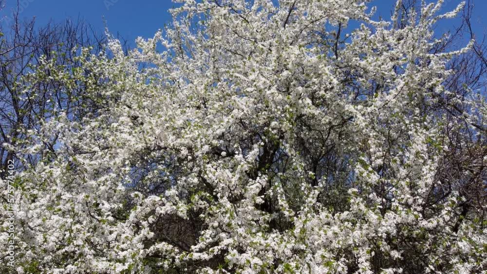 Static shot of blooming spring cherry sakura tree with white flowers. Sunny spring flight with blue sky Static shot of blooming spring cherry sakura tree with white flowers. Sunny spring flight with blue sky