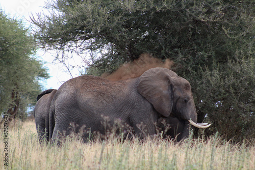 Photography elephants in the wild