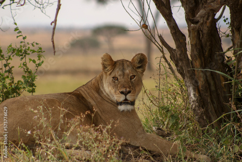 lioness in the grass