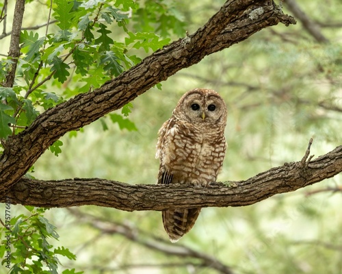 Mexican Spotted Owl (Strix occidentalis) photo