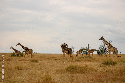 giraffe in the savannah