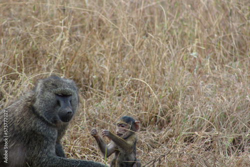 baboon mother and baby