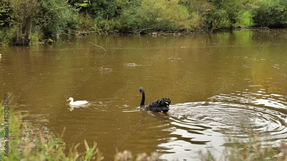 Black Swan drinks water and chases ducks of the pond in the park. Black bird in the water with reflection.Circles on the water. High quality 4k footage Black Swan drinks water and chases ducks of the pond in the park. Black bird in the water with reflection.Circles on the water. High quality 4k footage