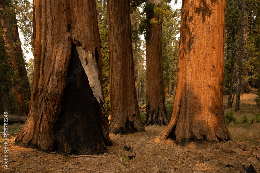 Obraz premium Sequoia Trees Grow Close Today In The Warm Morning LIght