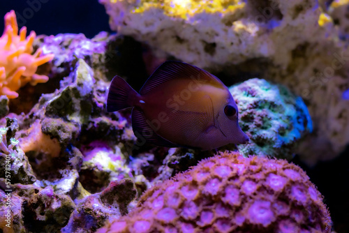 Twotone brown tang fish - Zebrasoma scopas photo
