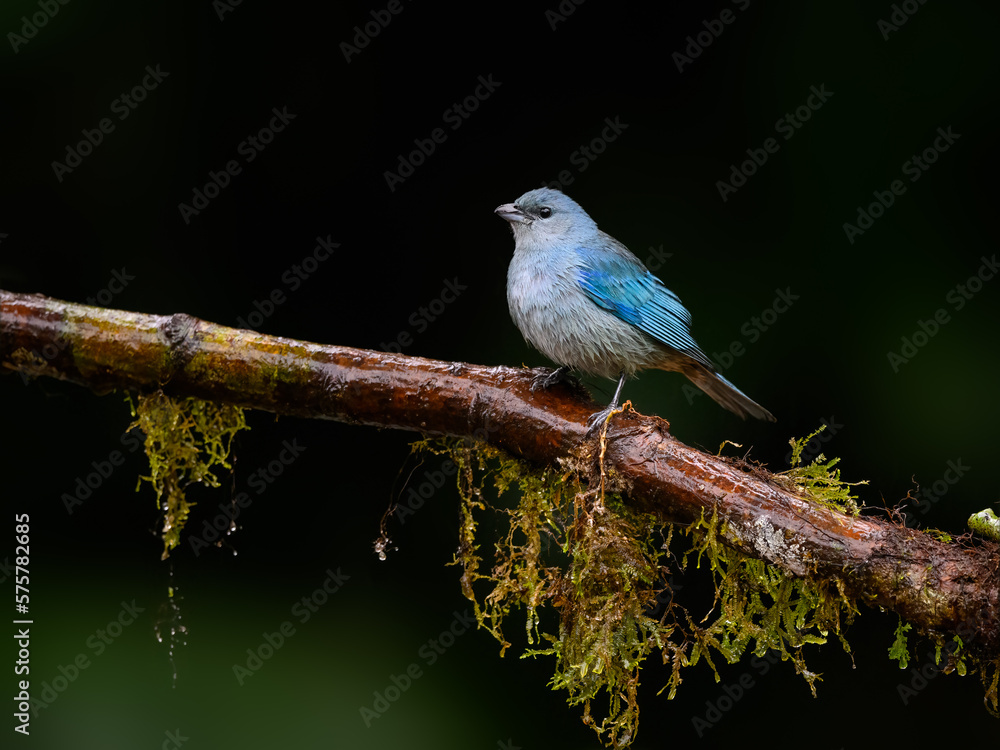 Sayaca Tanager on mossy stick on rainy day against dark  green background