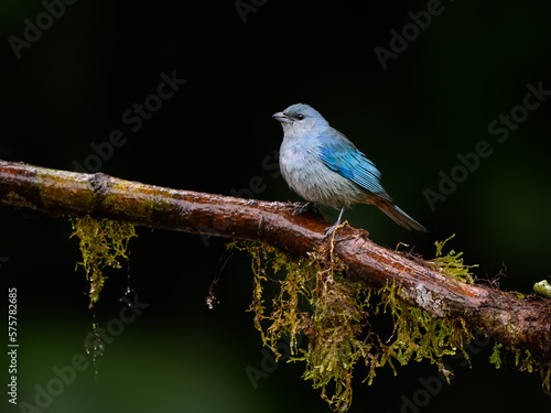 Sayaca Tanager on mossy stick on rainy day against dark green background