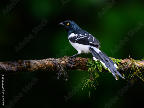 Magpie Tanager portrait on mossy stick on rainy day against dark green background