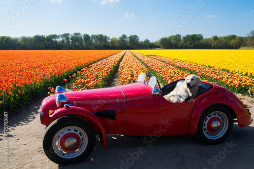 Photographie Funny labrador dog in retro red cabriolet on colorful tulips fields sunny day Keukenhof flower garden Lisse Netherlands