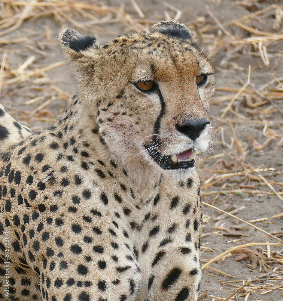 Cheetah Acinonyx jubatus , Tarangire National Park Cheetah Acinonyx jubatus , Tarangire National Park