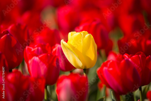 Colorful tulip fields on a sunny spring day in the countryside Keukenhof flower garden Lisse Netherlands. Happy kings day