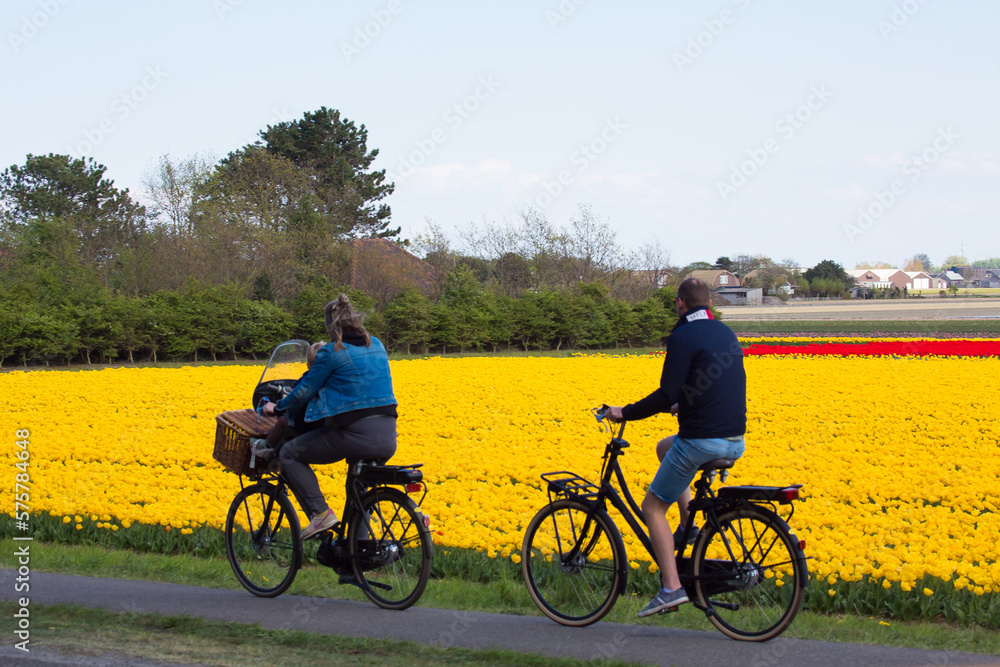 Fototapeta premium Colorful tulip fields on a sunny spring day in the countryside Keukenhof flower garden Lisse Netherlands. Happy kings day