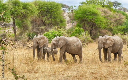 African savannah elephant with young in Tarangire photo