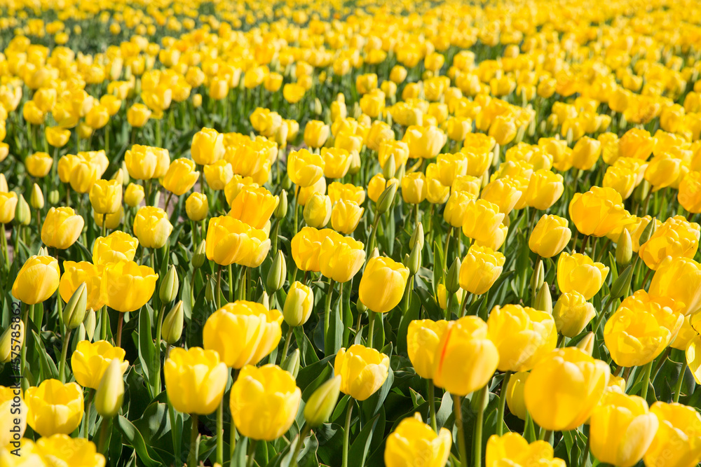 Colorful tulip fields on a sunny spring day in the countryside Keukenhof flower garden Lisse Netherlands. Happy kings day Colorful tulip fields on a sunny spring day in the countryside Keukenhof flower garden Lisse Netherlands. Happy kings day