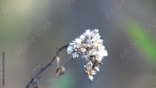 Wallpaper Mural autumn garden Torontodigital.ca