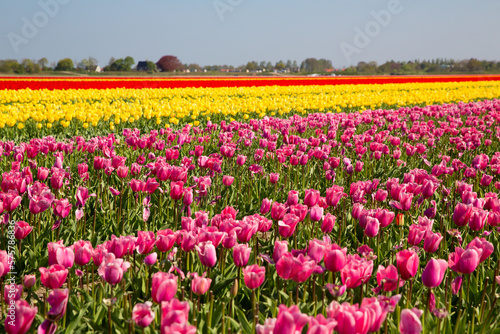 Wallpaper Mural Colorful tulip fields on a sunny spring day in the countryside Keukenhof flower garden Lisse Netherlands. Happy kings day Torontodigital.ca