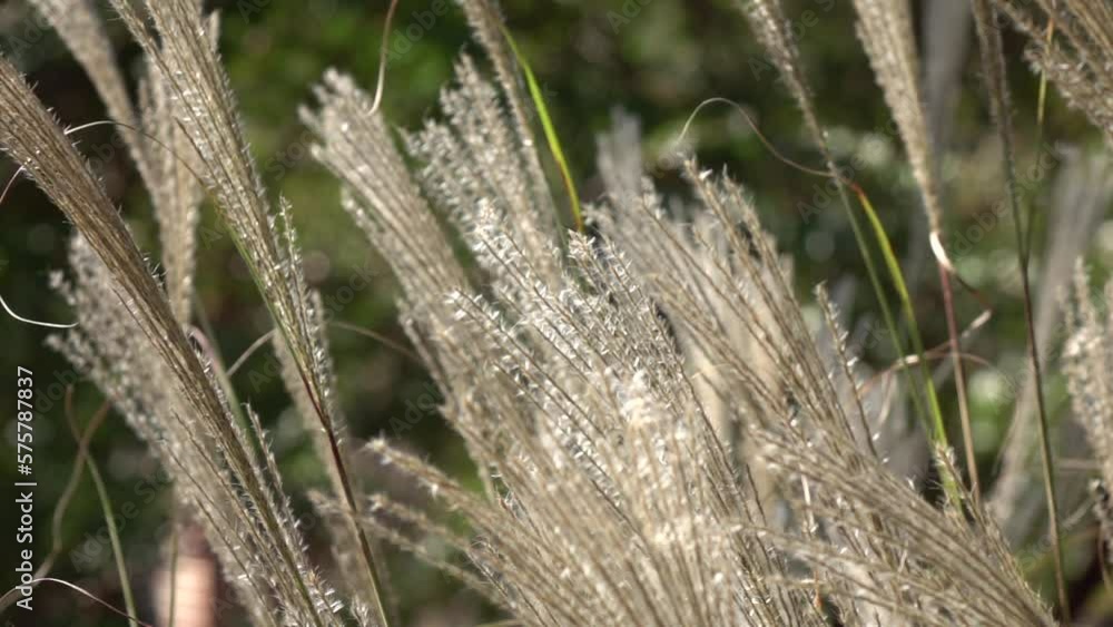 Autumn swaying reeds Autumn swaying reeds