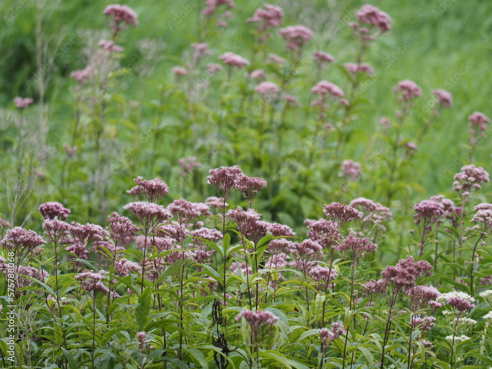 Fototapeta premium field of flowers