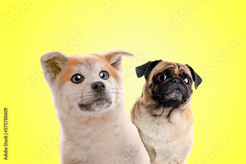 Cute surprised animals on yellow background. Pug dog and Akita Inu puppy with big eyes © New Africa