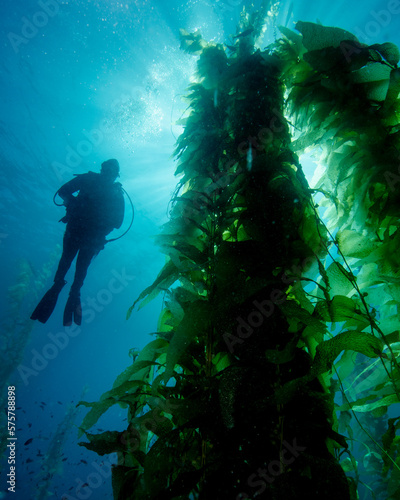 A Diver Looks at an Underwater Kelp Forest at the Avalon Underwater Marine Park on Catalina Island in California