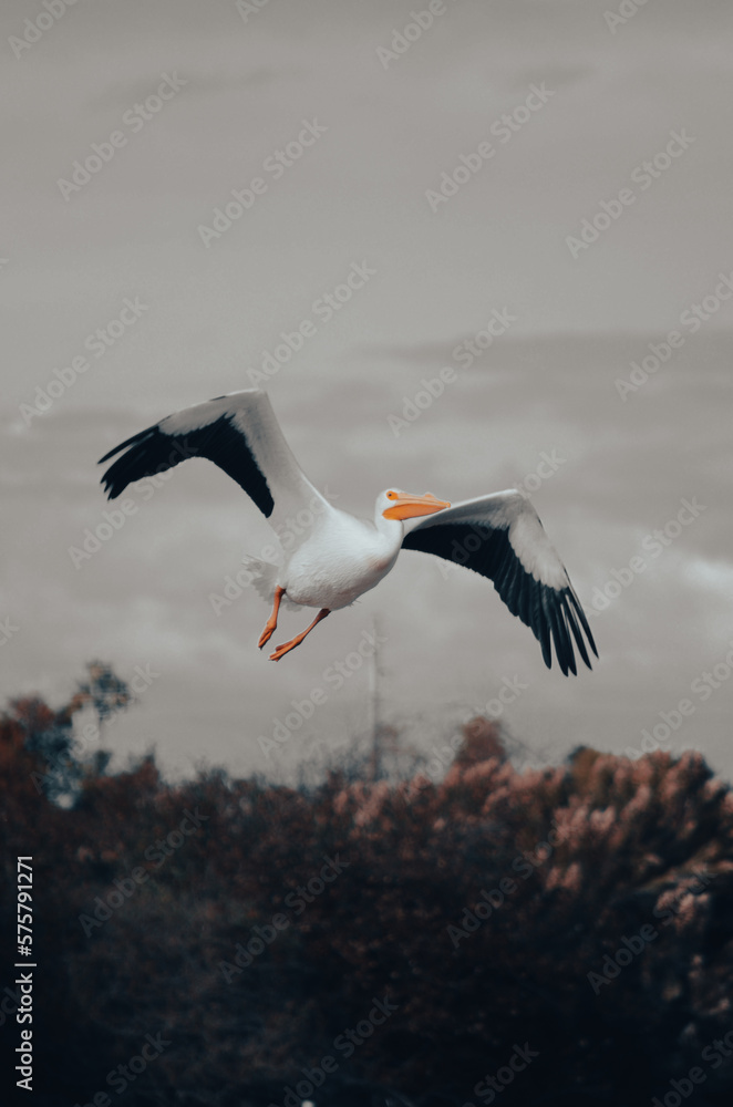 Obraz premium pelican in flight