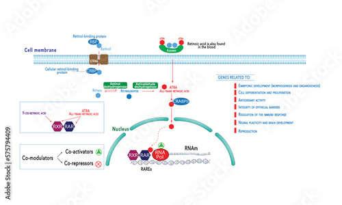 Retinoid acid (ATRA) signaling - RAR and RXR receptors photo