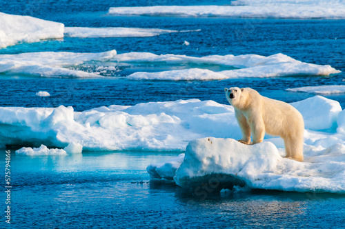 Polar bear on pack ice in Svalbard  Norway