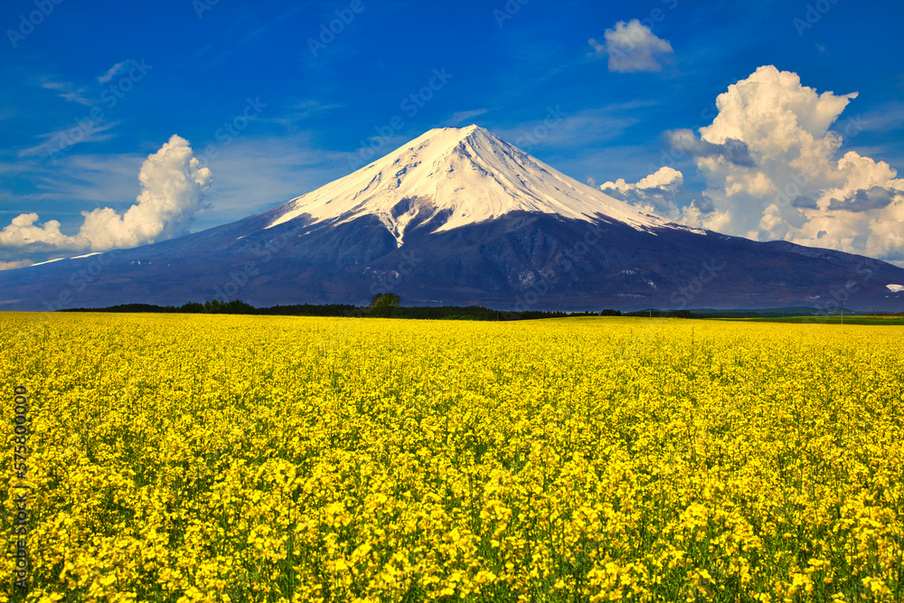 菜の花畑と富士山合成