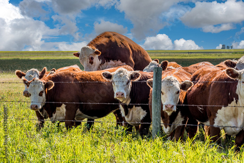 A bull mounted on a cow impregnating her in a Saskatchewan pasture