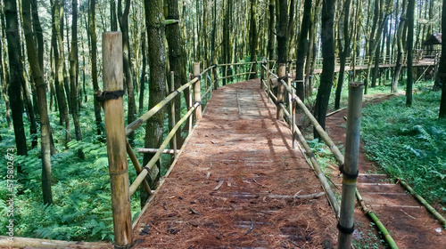 bamboo tracking through the tropical forest