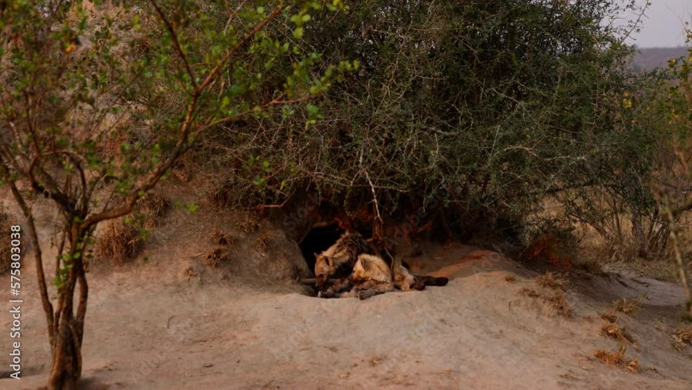 Hyena Cubs In The South African Savanna Hyena Cubs In The South African Savanna