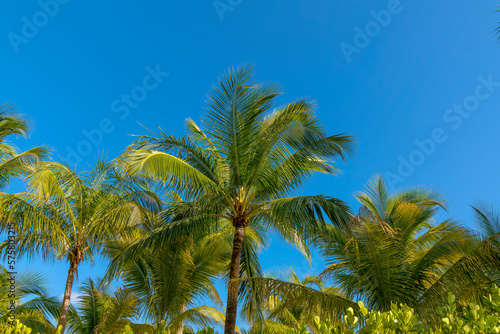 Miami, Florida- Coconut trees against the clear blue sky at the background. Coconut trees during sunny day with vibrant green leaves and branches.