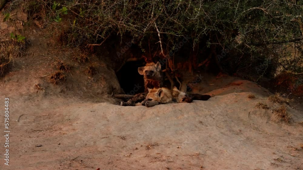 Pair Hyena Cubs Resting Under The Bushes Pair Hyena Cubs Resting Under The Bushes