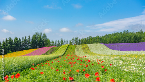 Lavender and Colorful Flower Garden in summer at Tomita Farm, Hokkaido, Japan photo