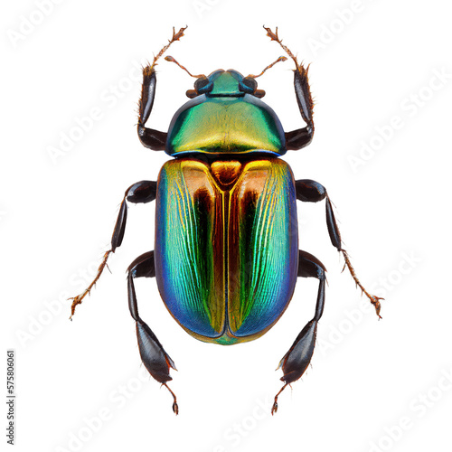 Stampa su tela shiny green beetle , isolated on transparent background cutout , generative ai