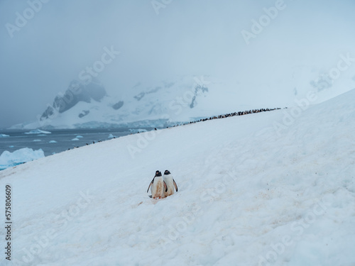 Pair of Gentoo penguins with colony in distance