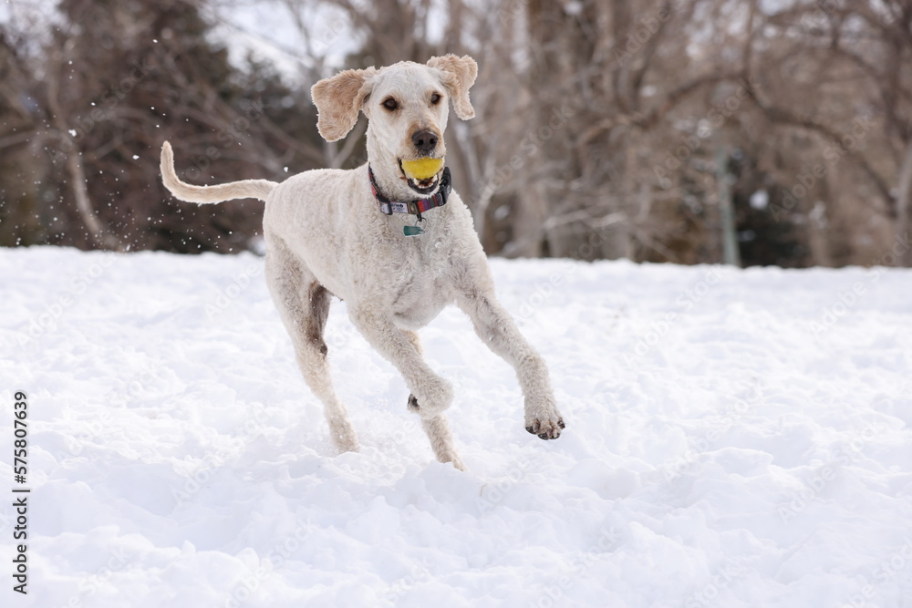 Doodle frolicking in the snow