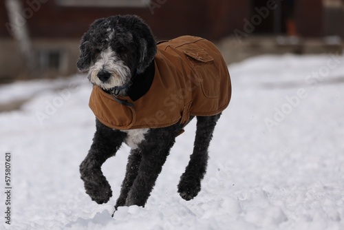 Sheepadoodle dog in a jacket playing in snow photo