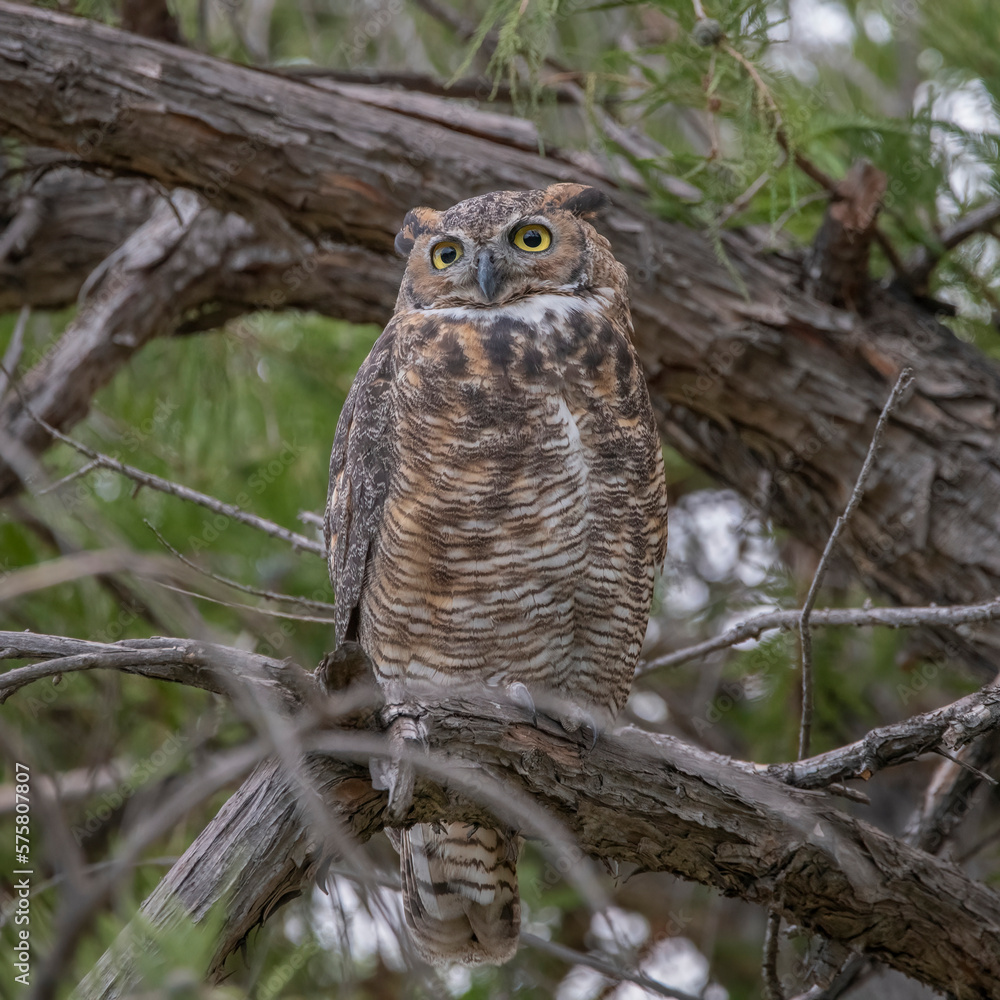 Great-Horned Owl