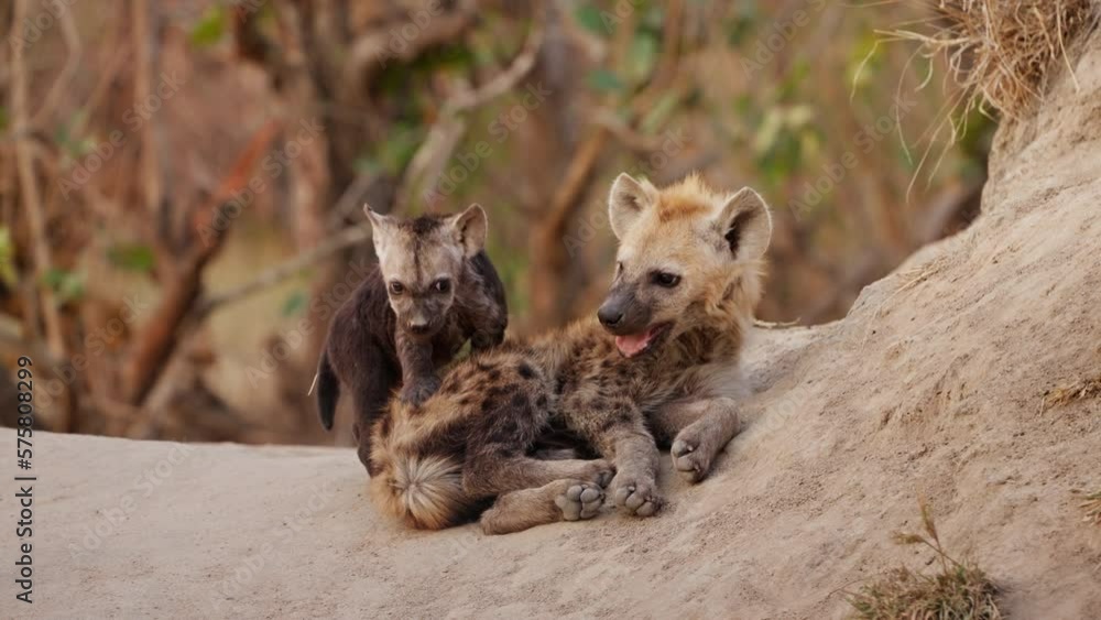 A Pair Of Hyena Cubs In The South African Savanna A Pair Of Hyena Cubs In The South African Savanna