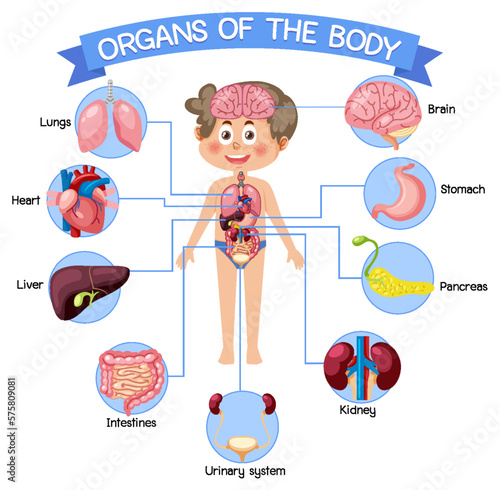 Internal organs of the body for kids
